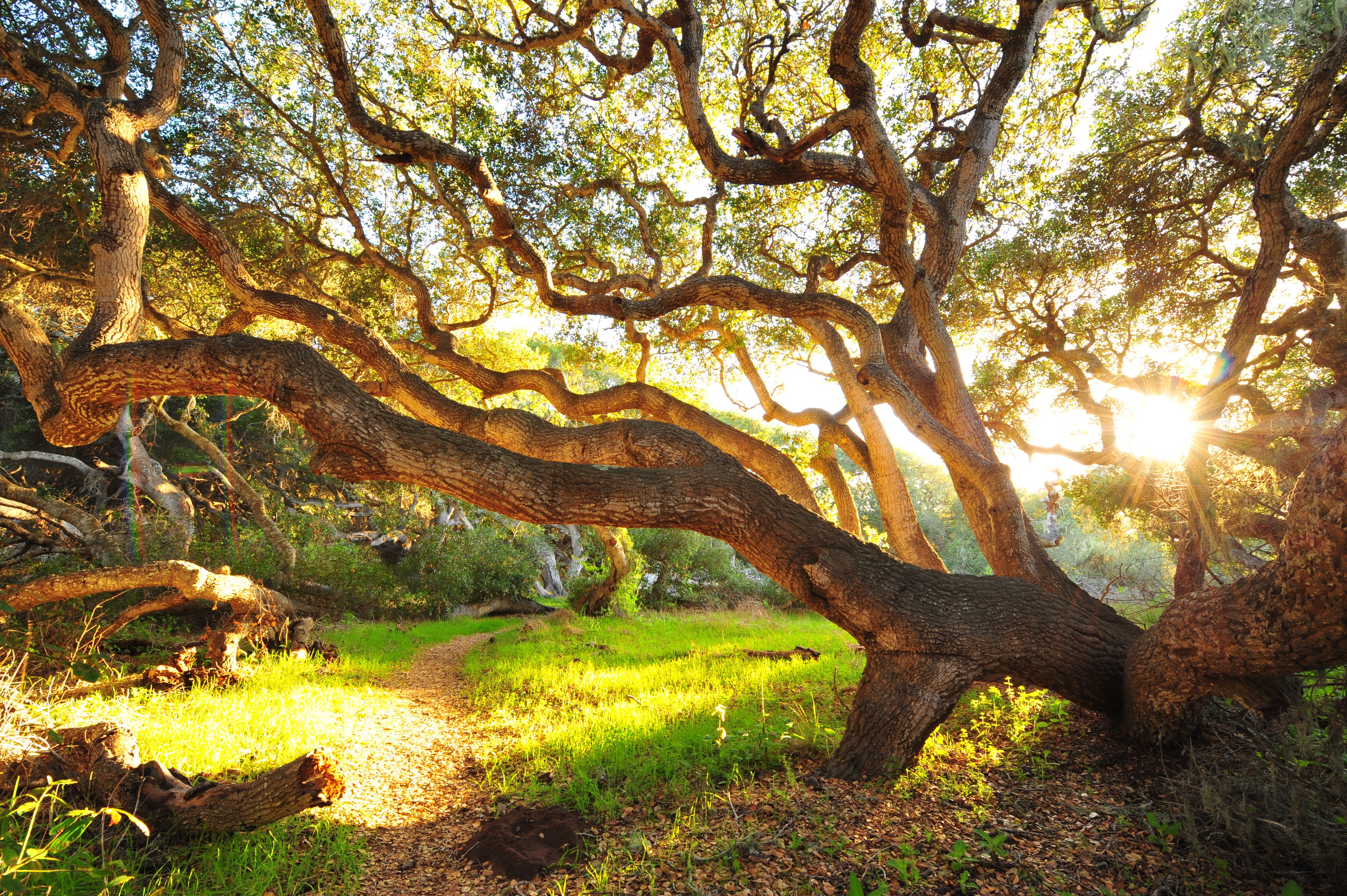 Sunlight through ancient oak trees