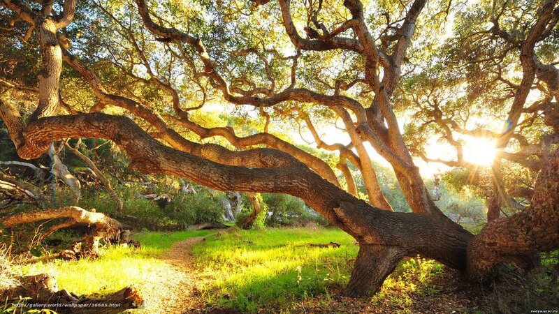 Sunlight through ancient oak trees