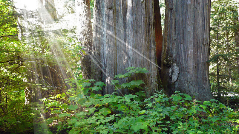 Sunlight through ancient trees