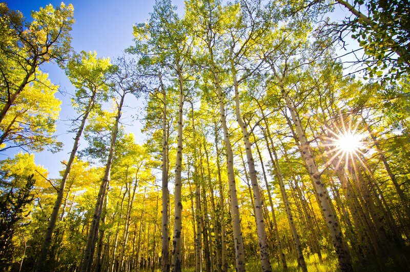 Sunlight through aspen trees