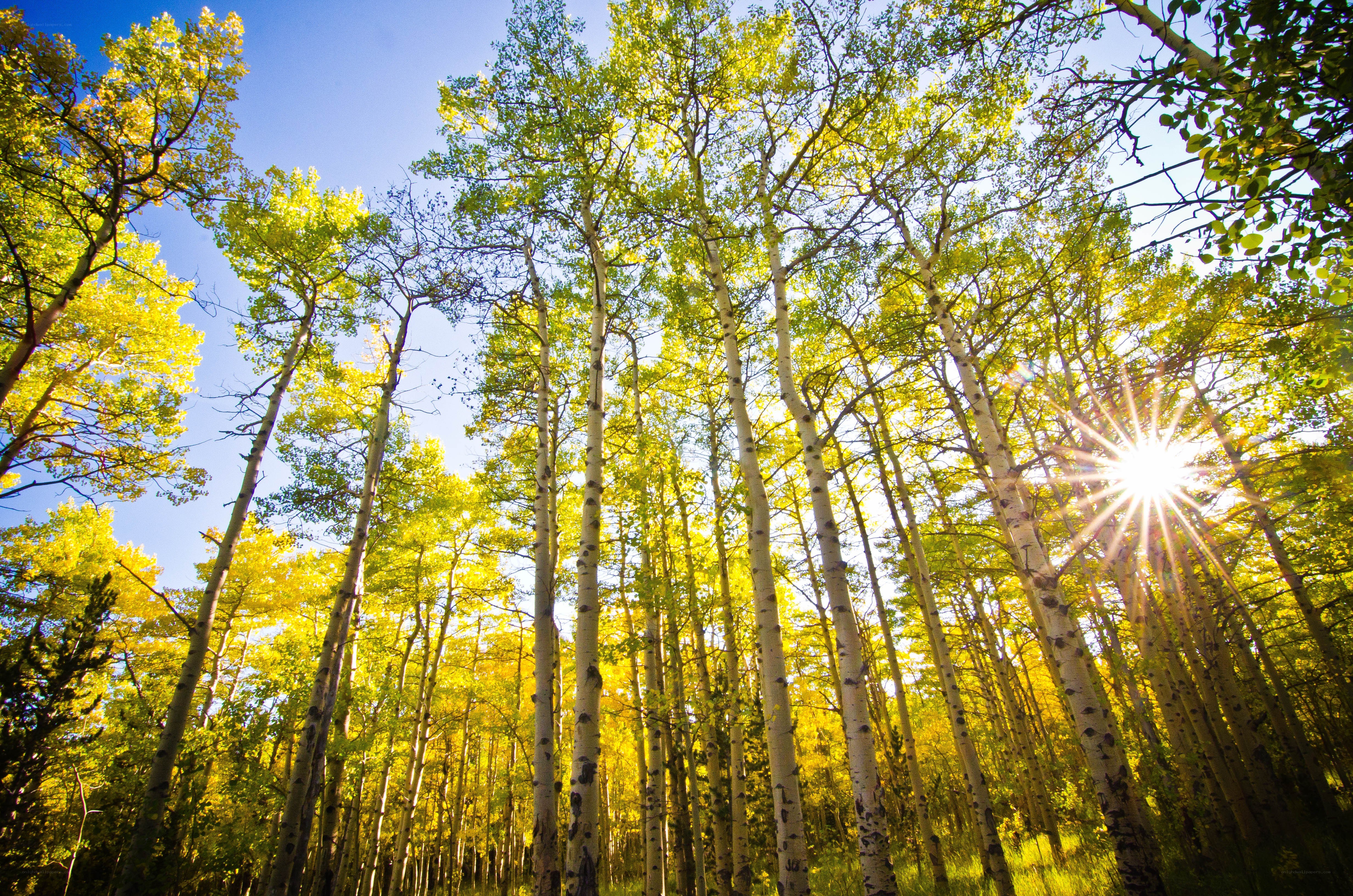 Sunlight through aspen trees