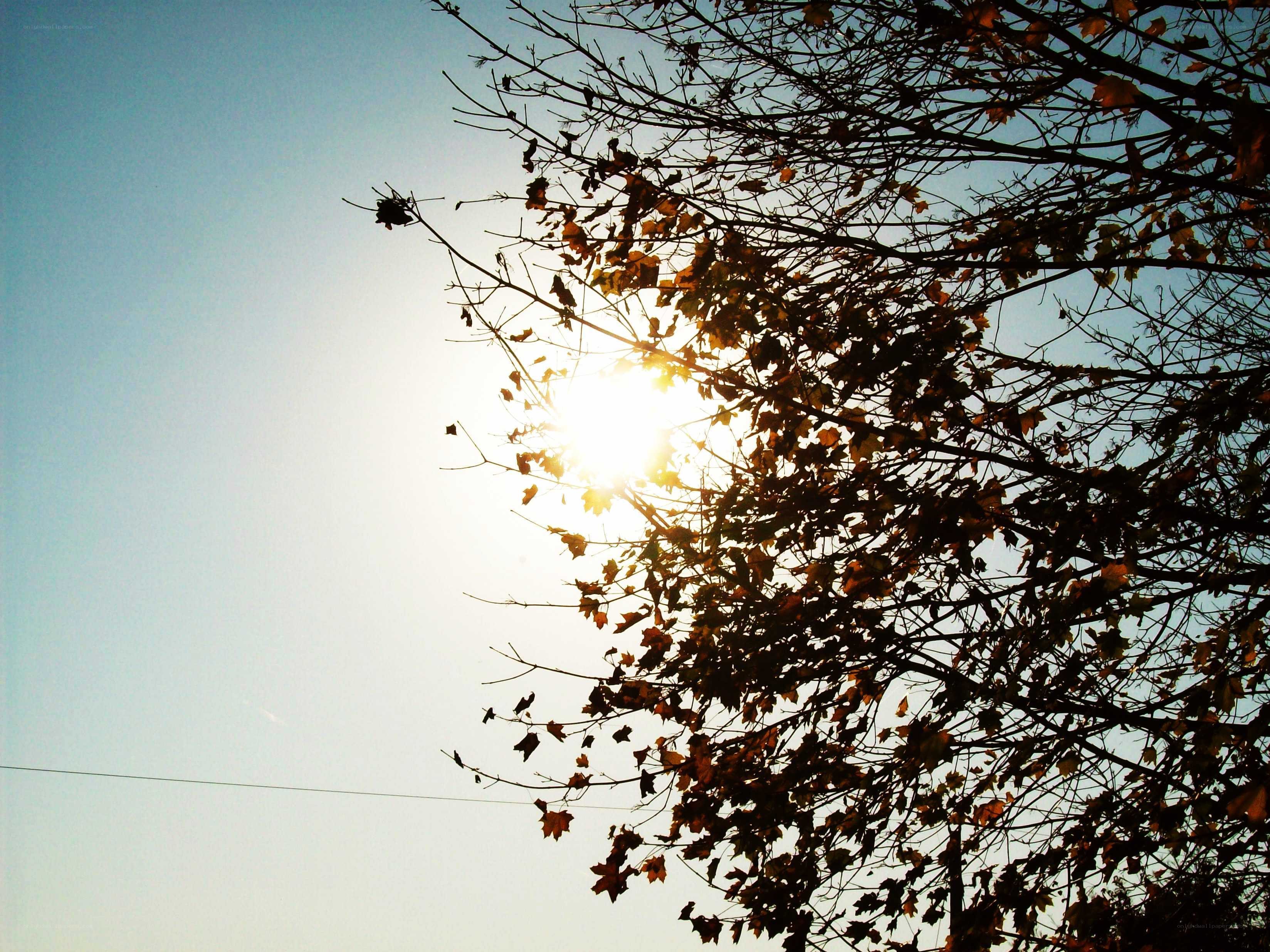 Sunlight through autumn branches