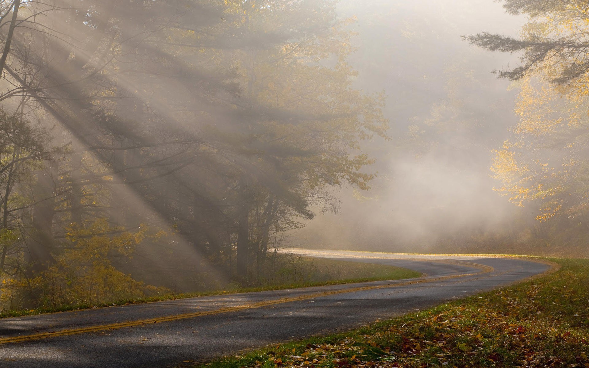 Sunlight through autumn fog