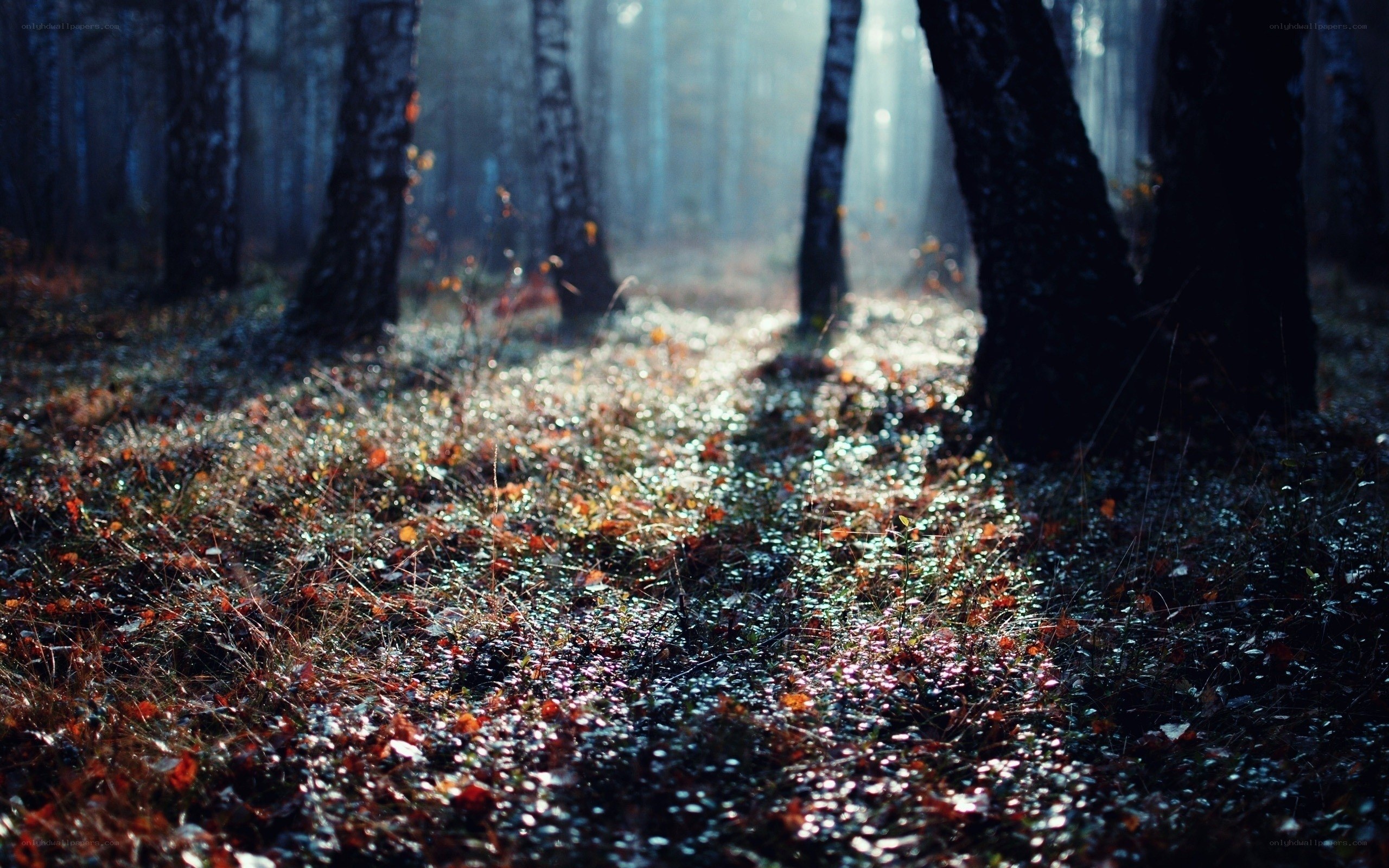 Sunlight through autumn forest