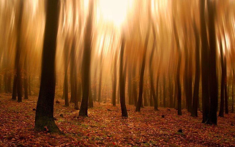 Sunlight through autumn forest
