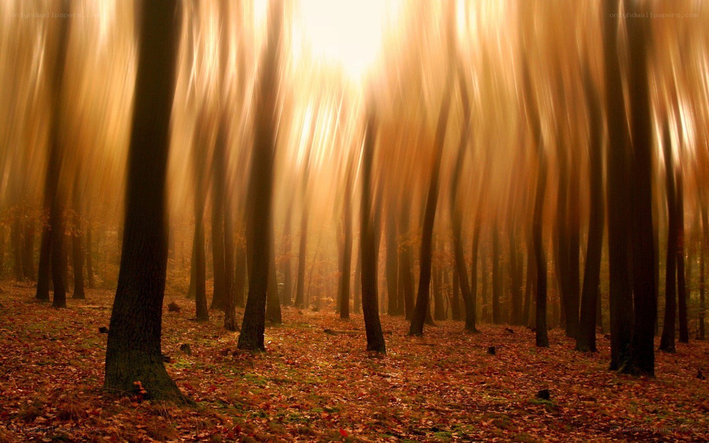 Sunlight through autumn forest