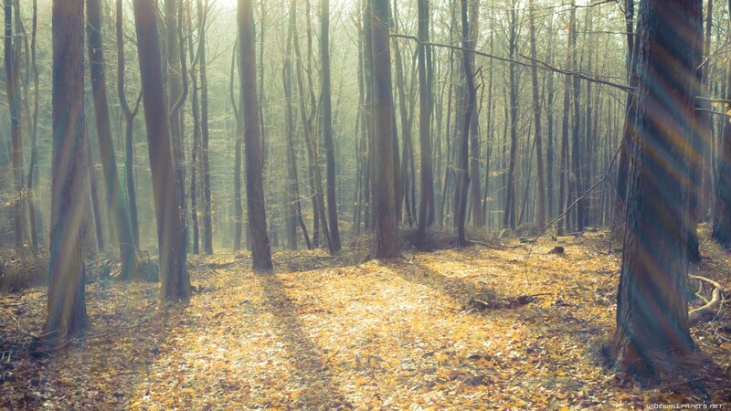 Sunlight through autumn forest