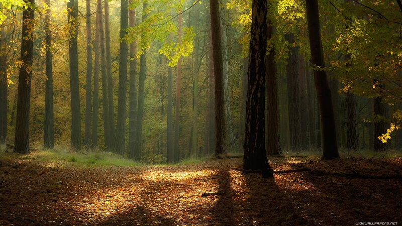 Sunlight through autumn forest