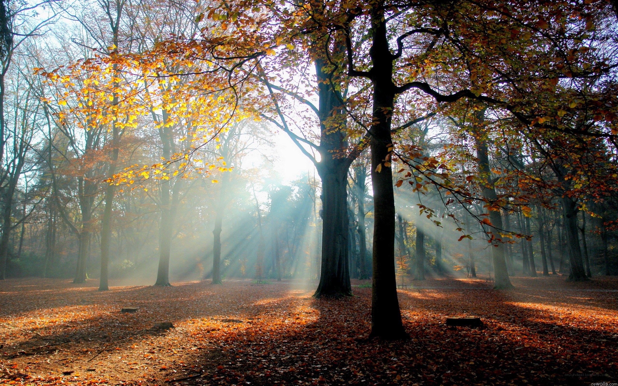 Sunlight through autumn forest