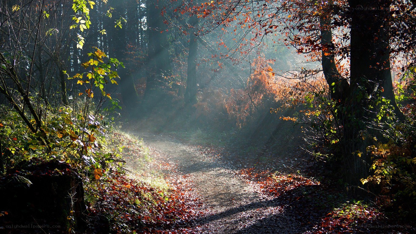 Sunlight through autumn forest