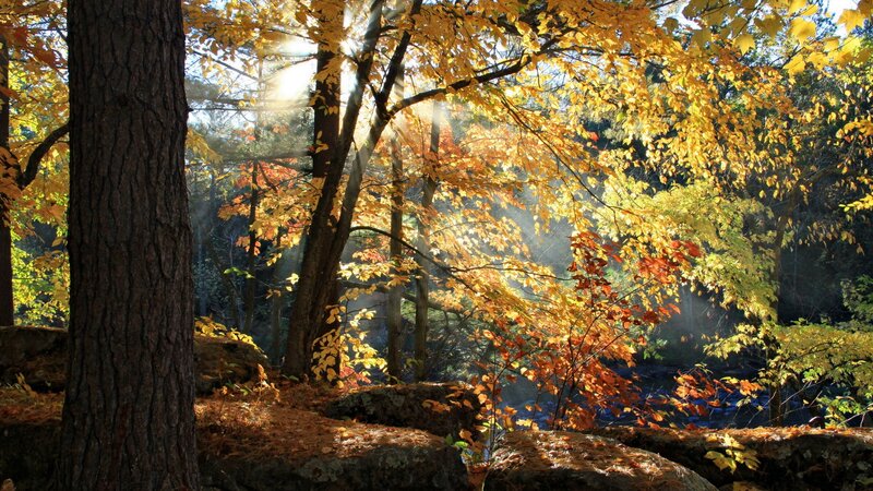 Sunlight through autumn forest