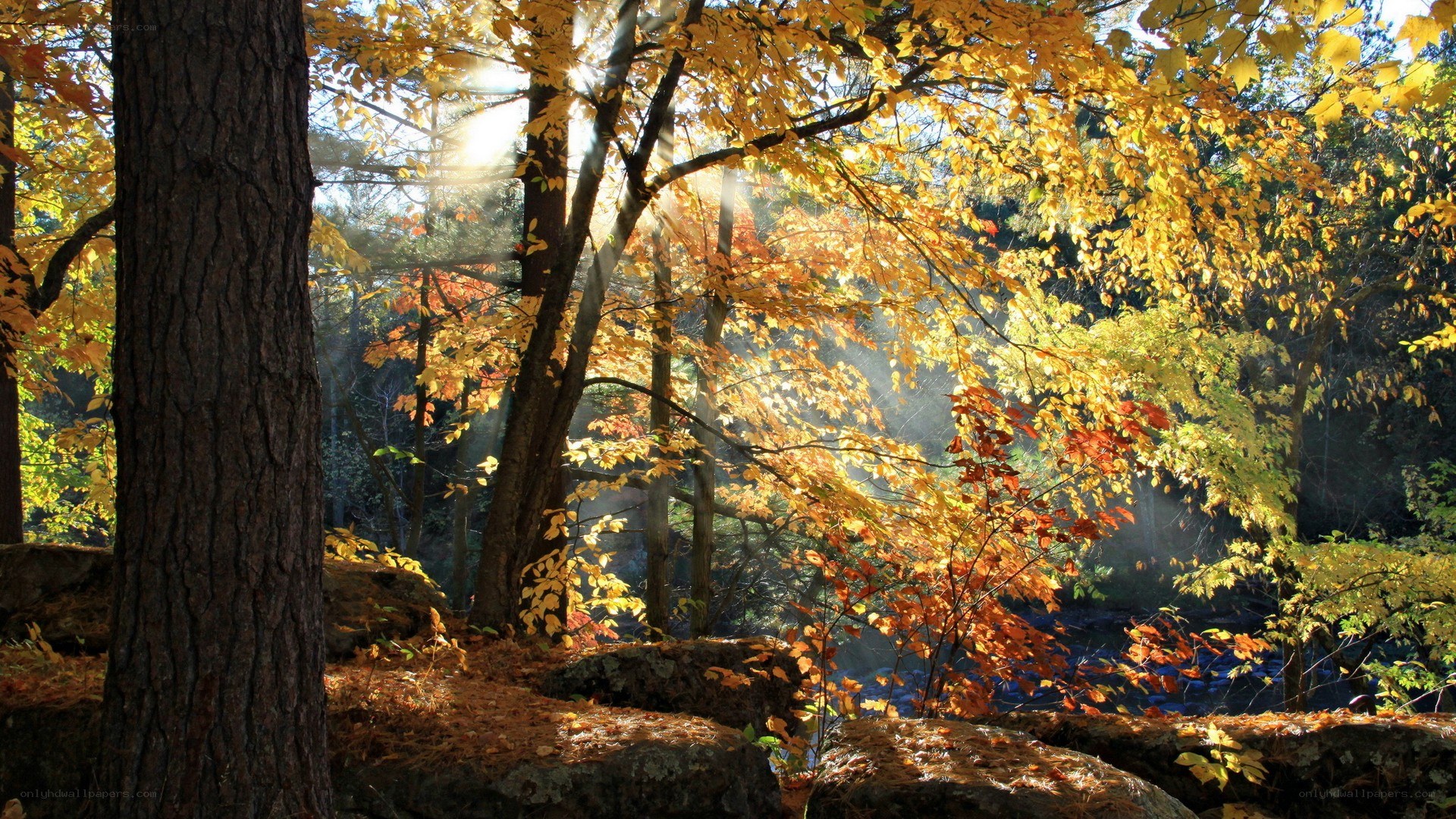 Sunlight through autumn forest