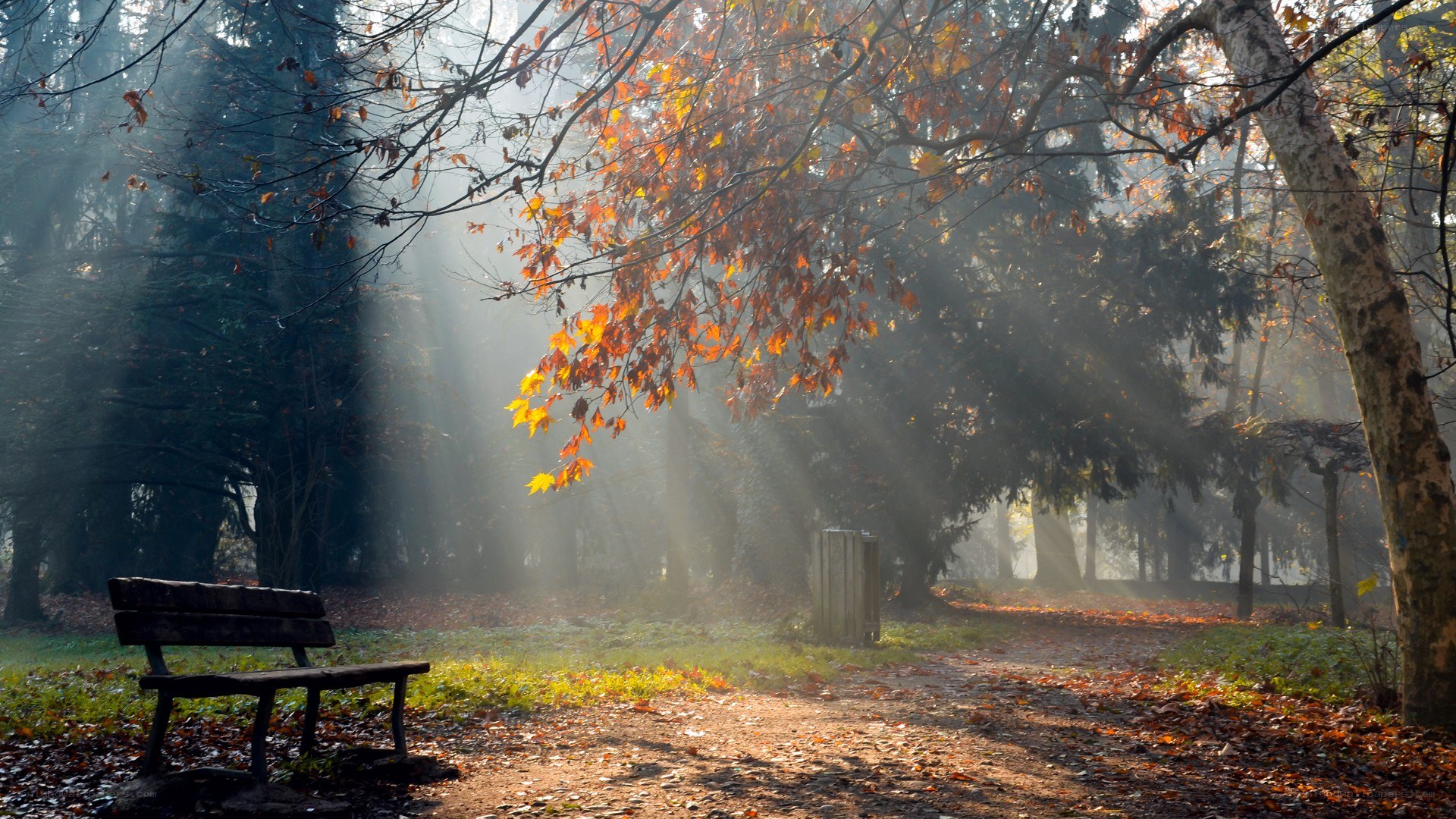 Sunlight through autumn forest