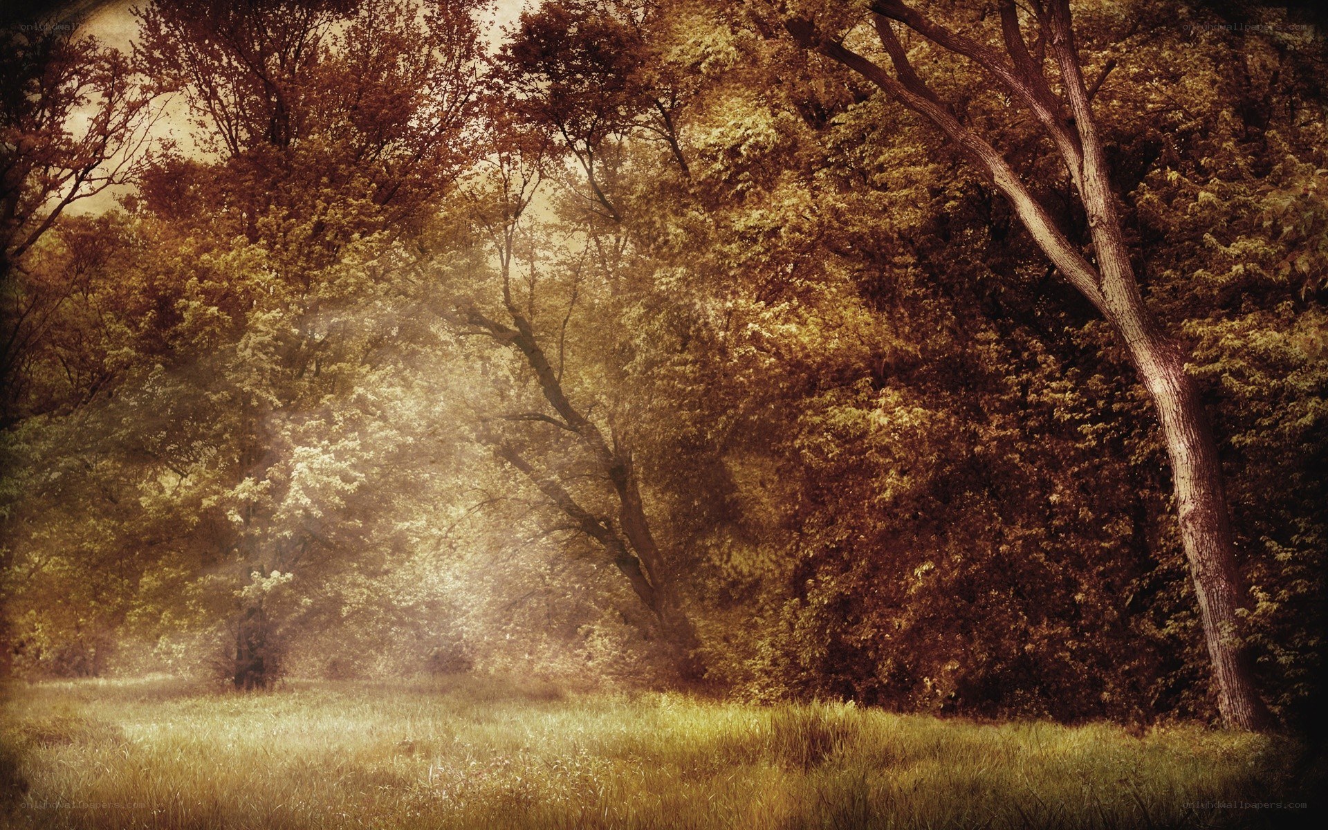 Sunlight through autumn forest