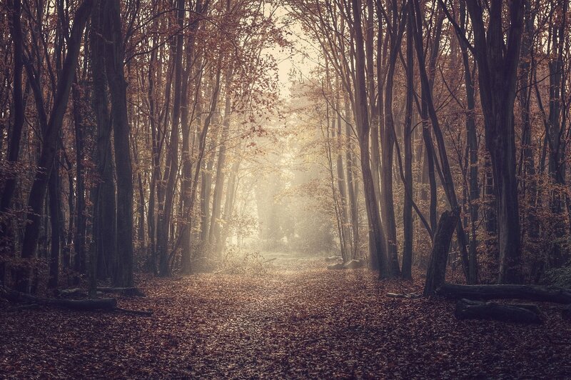 Sunlight through autumn forest