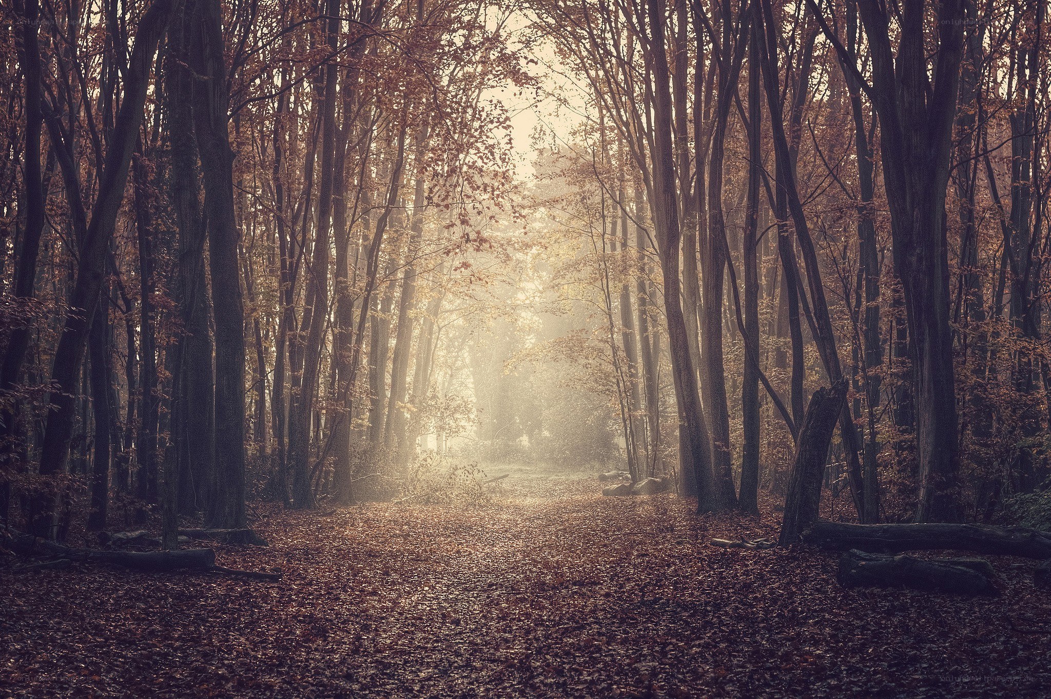 Sunlight through autumn forest