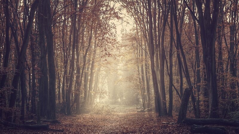 Sunlight through autumn forest