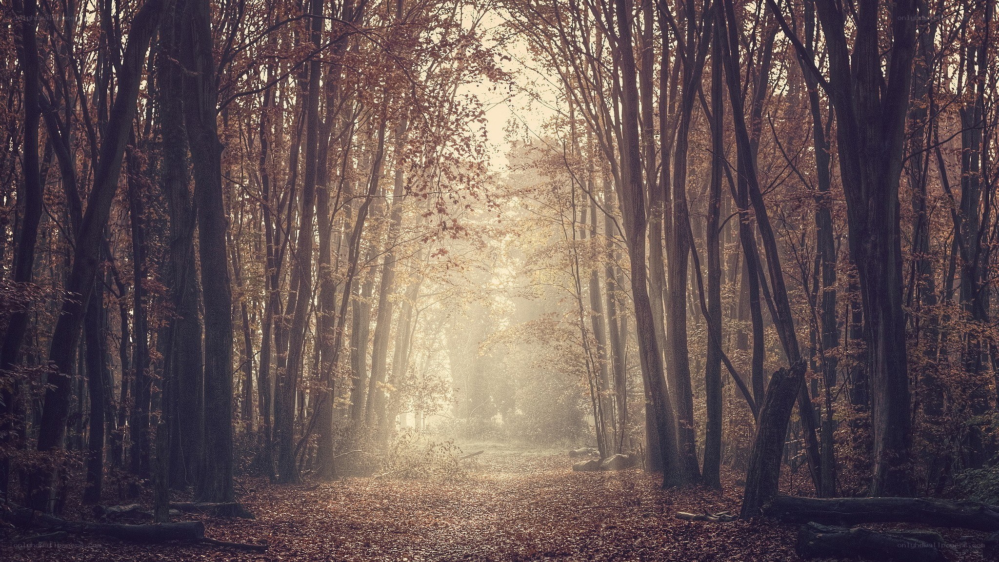 Sunlight through autumn forest
