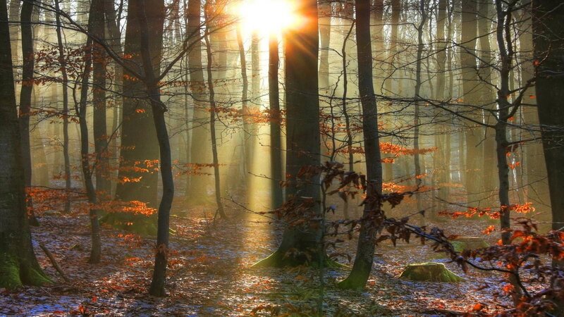 Sunlight through autumn forest