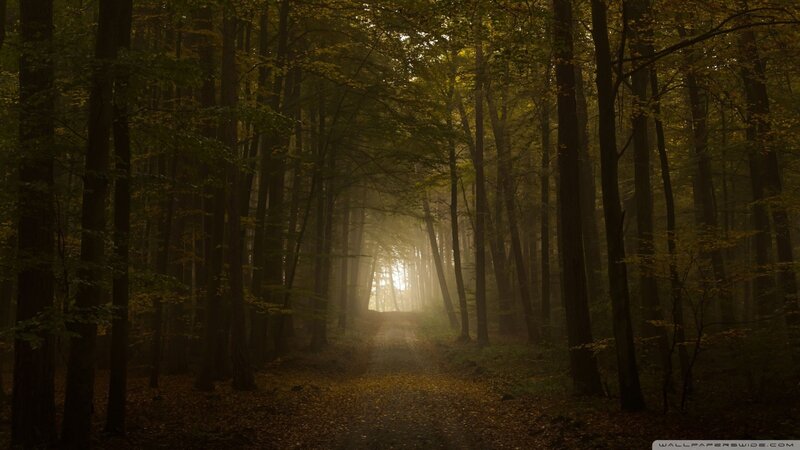 Sunlight through autumn forest