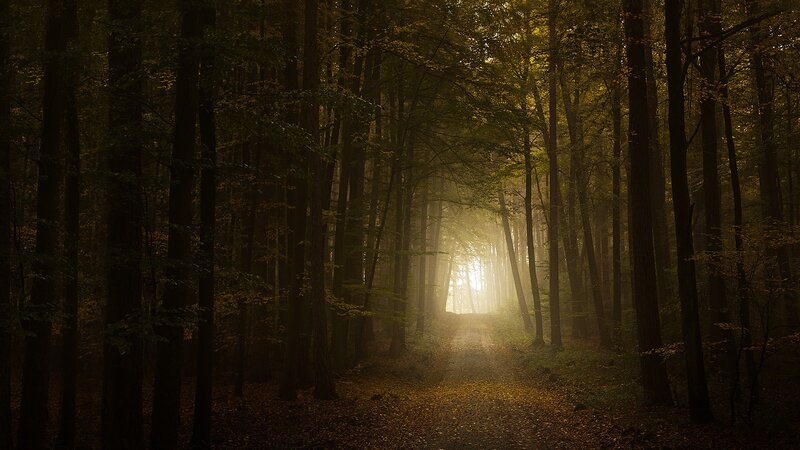 Sunlight through autumn forest