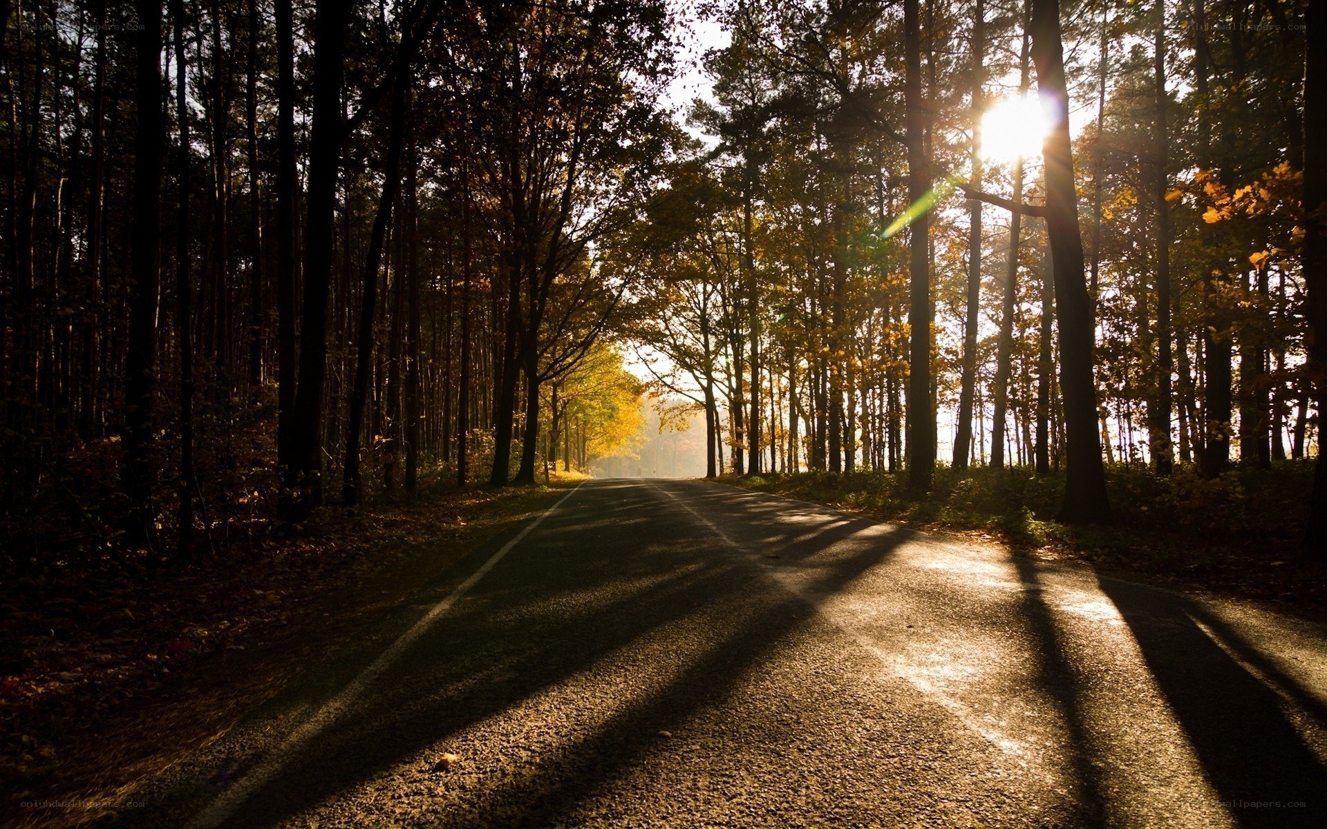 Sunlight through autumn forest