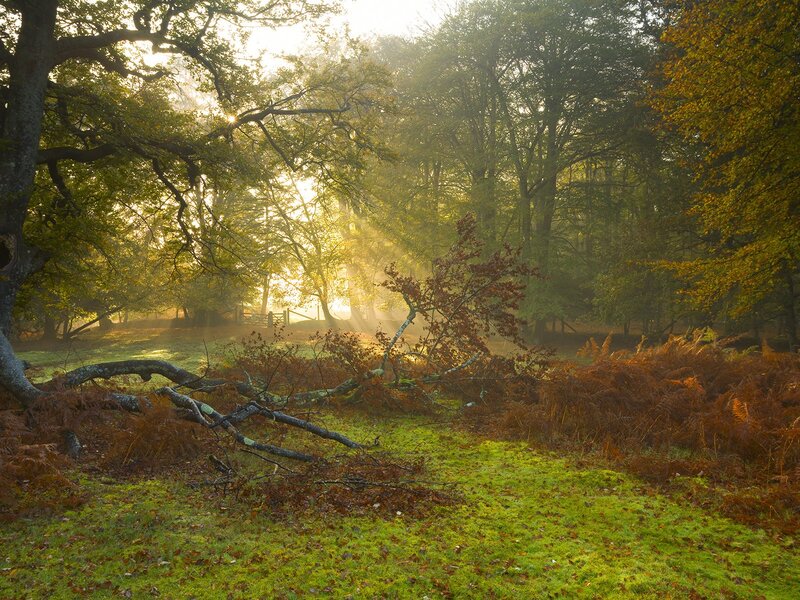 Sunlight through autumn forest