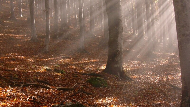 Sunlight through autumn forest