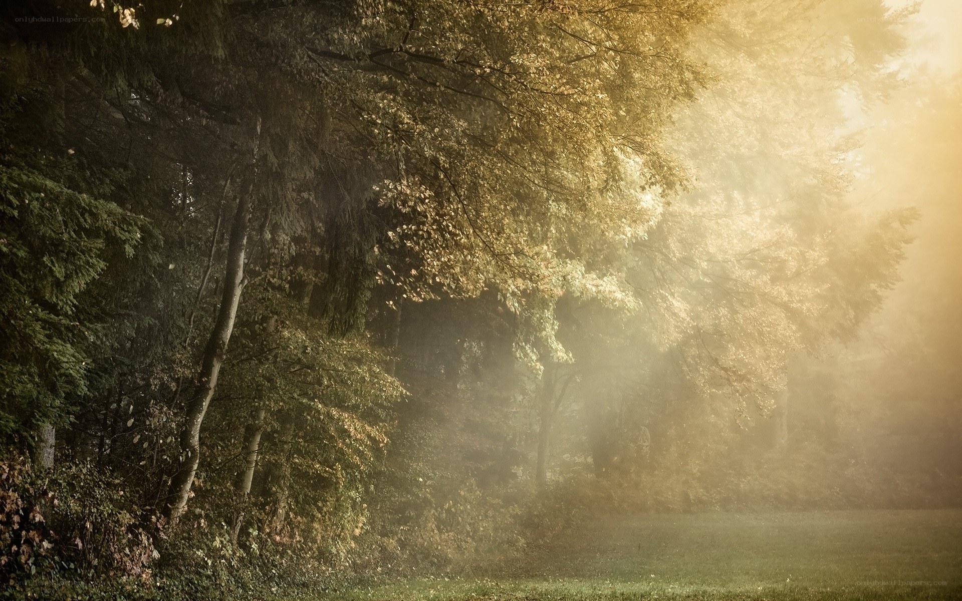 Sunlight through autumn forest