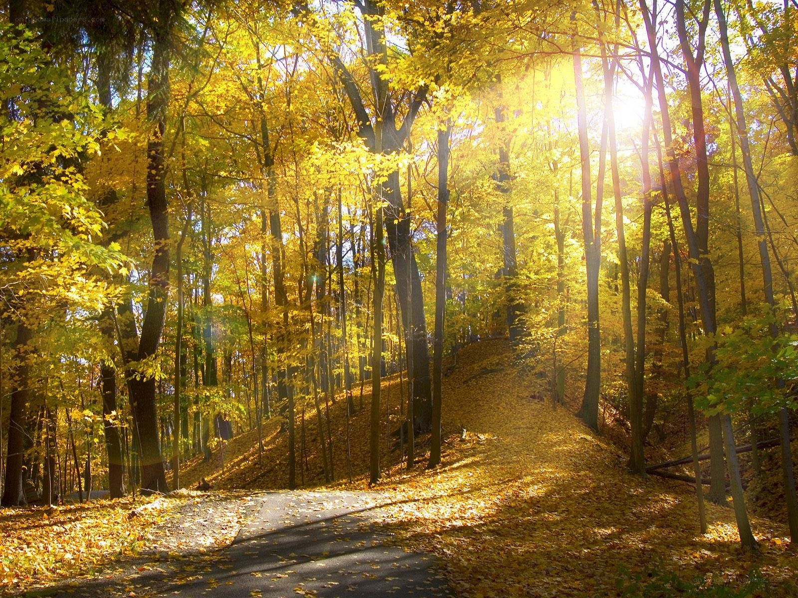 Sunlight through autumn forest