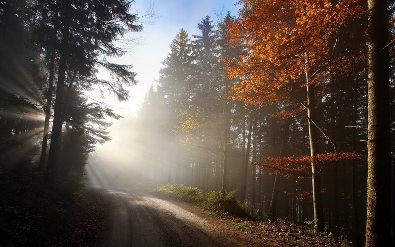 Sunlight through autumn forest