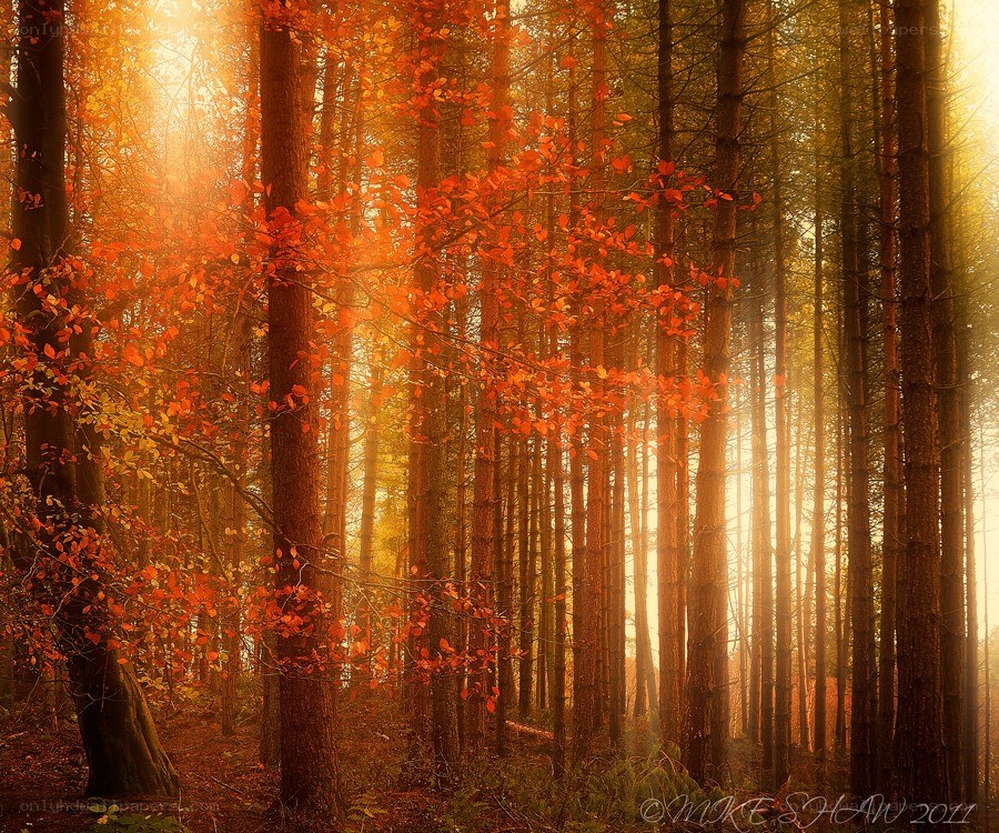 Sunlight through autumn forest