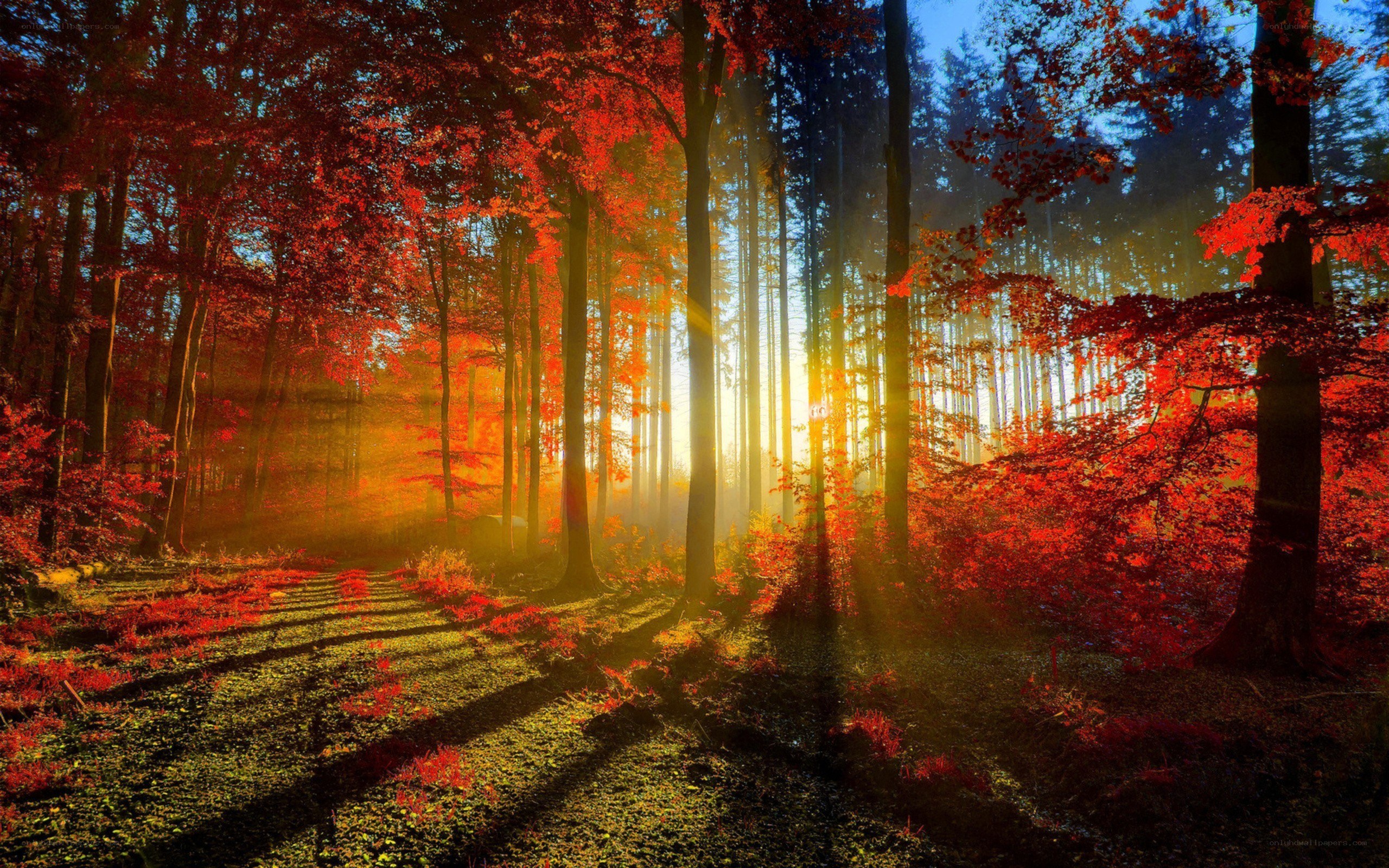 Sunlight through autumn forest