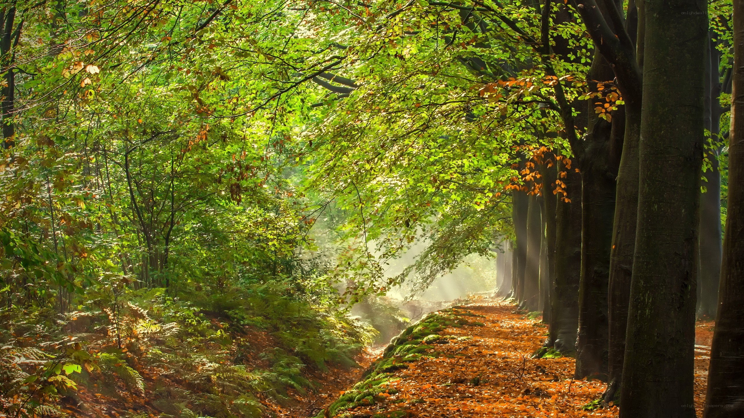Sunlight through autumn forest