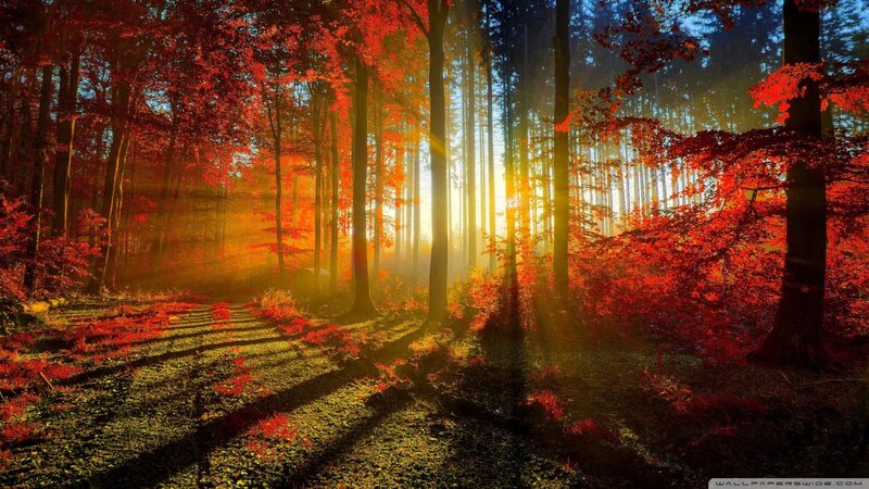 Sunlight through autumn forest