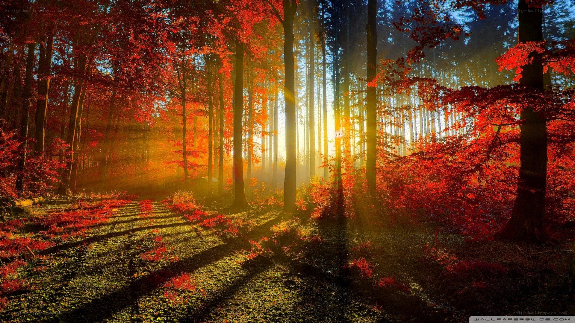 Sunlight through autumn forest