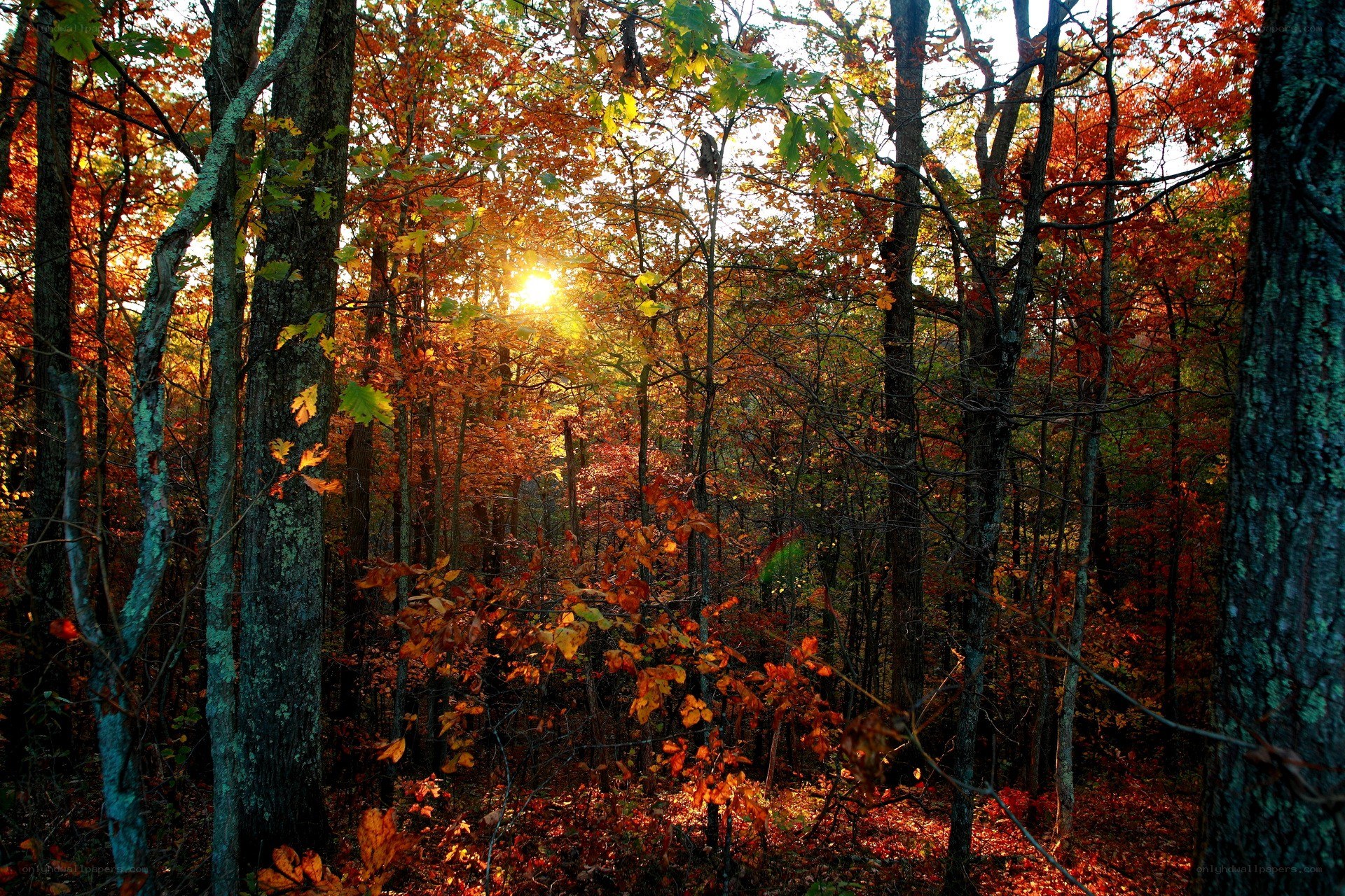 Sunlight through autumn forest