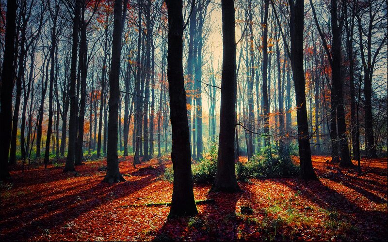 Sunlight through autumn forest