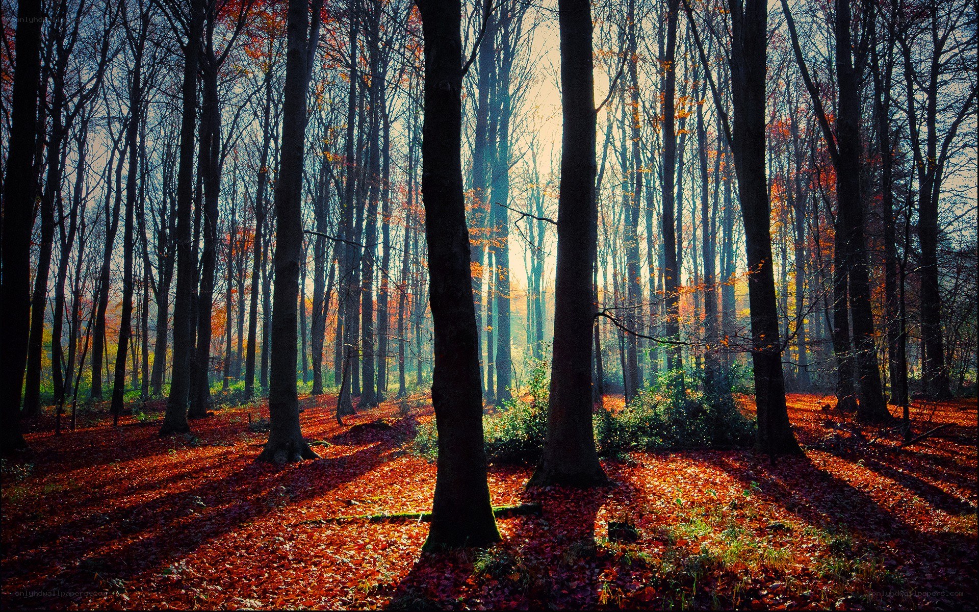 Sunlight through autumn forest
