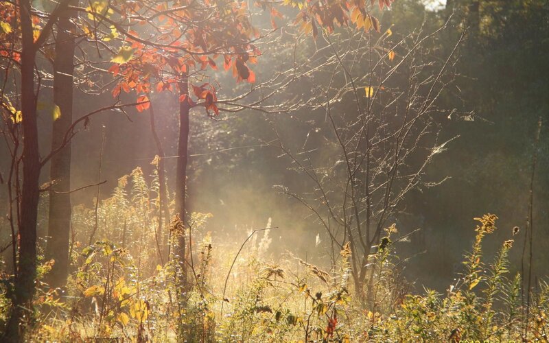Sunlight through autumn forest
