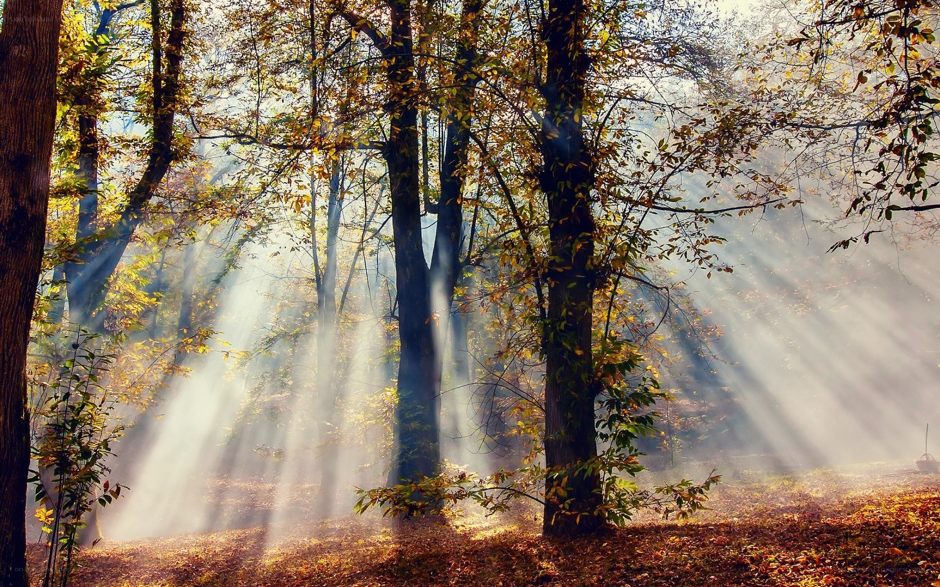 Sunlight through autumn forest