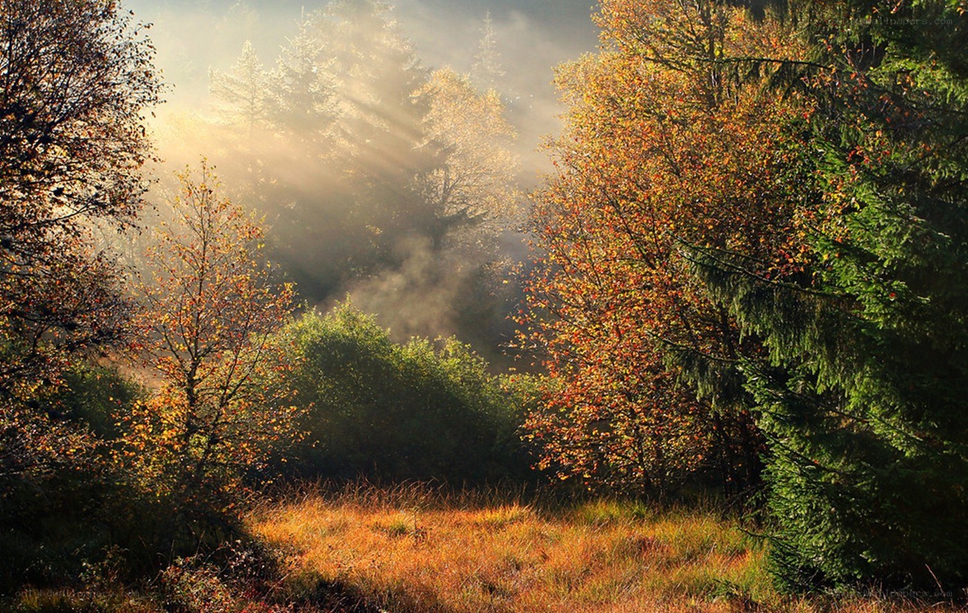 Sunlight through autumn forest