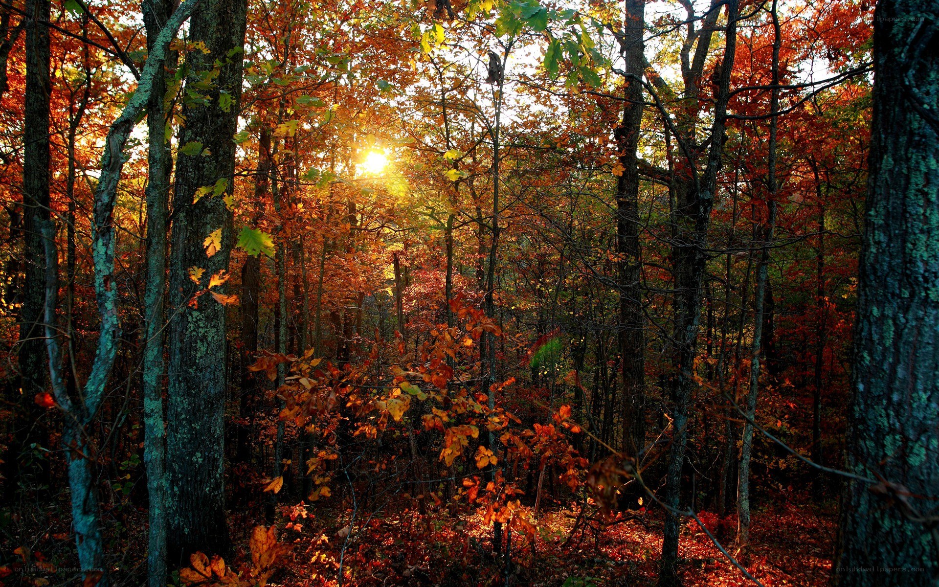 Sunlight through autumn forest
