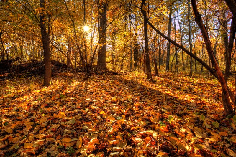 Sunlight through autumn forest