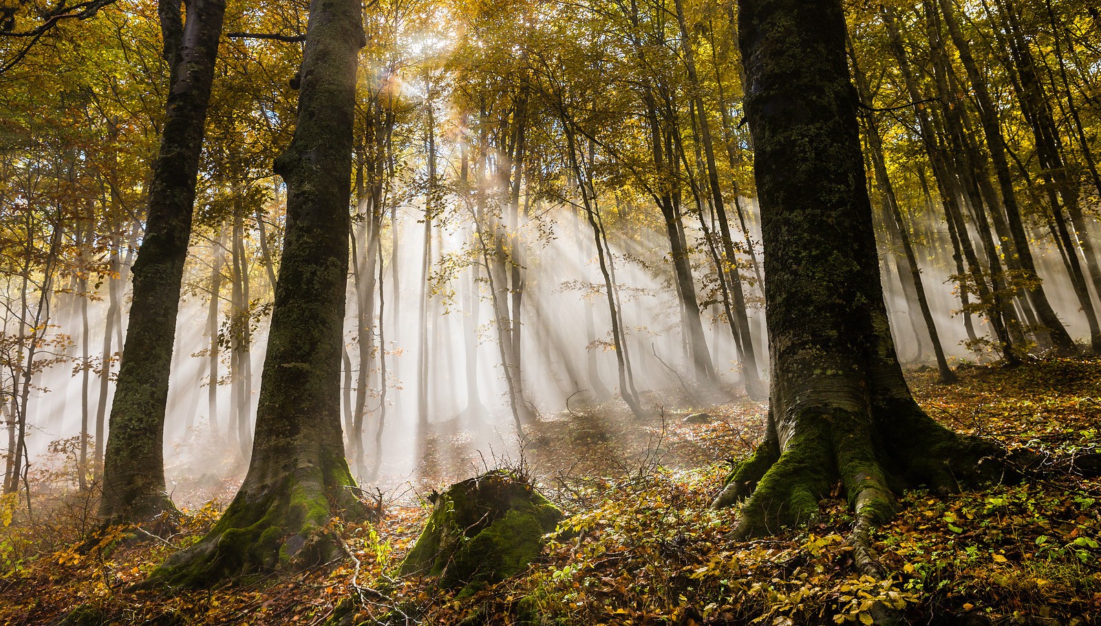 Sunlight through autumn forest
