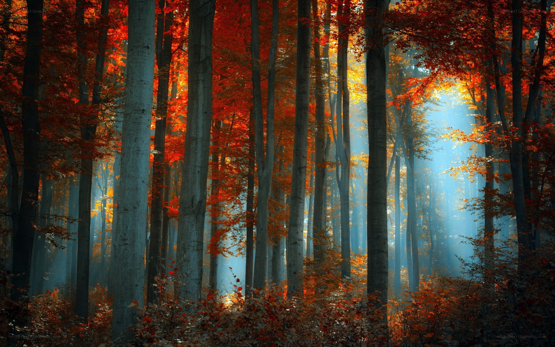 Sunlight through autumn forest