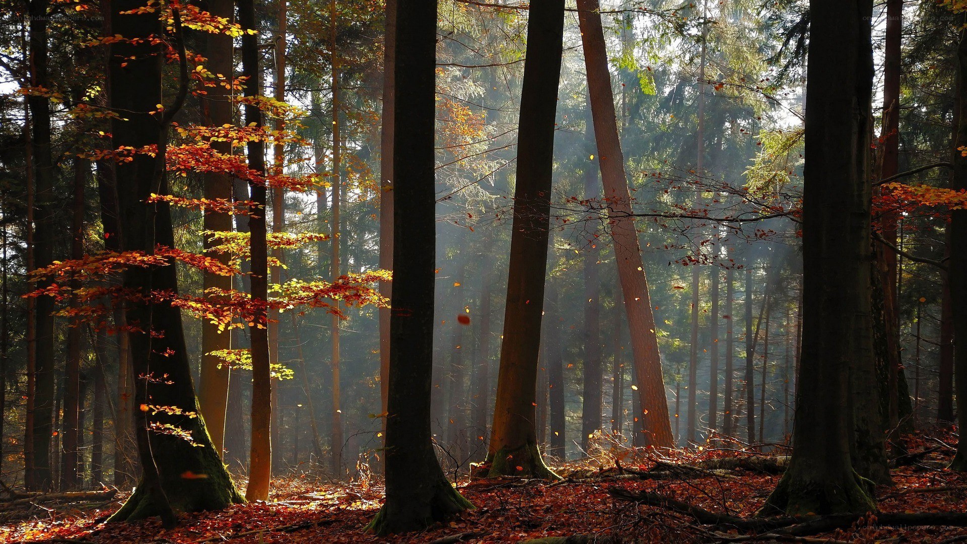 Sunlight through autumn forest