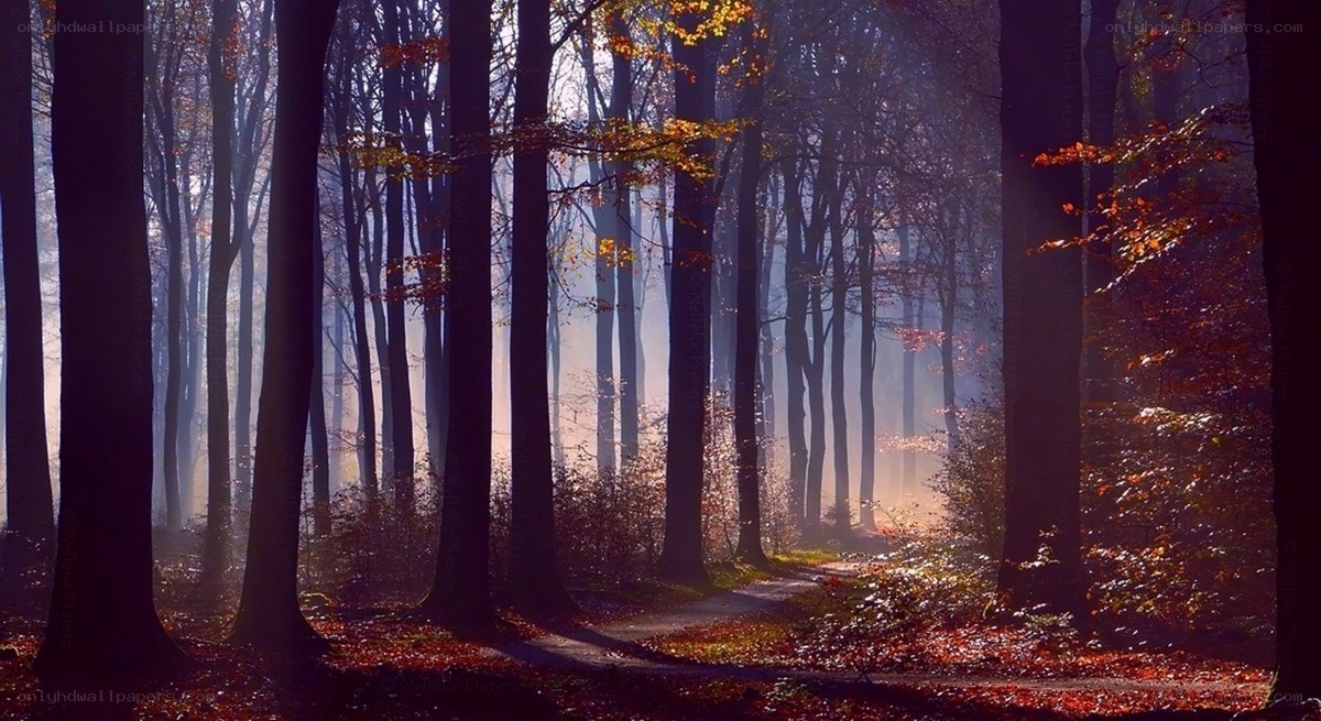 Sunlight through autumn forest