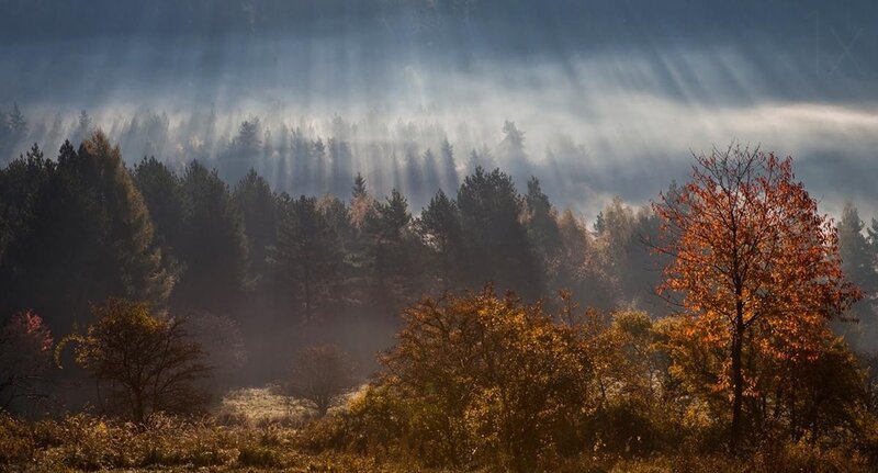 Sunlight through autumn forest