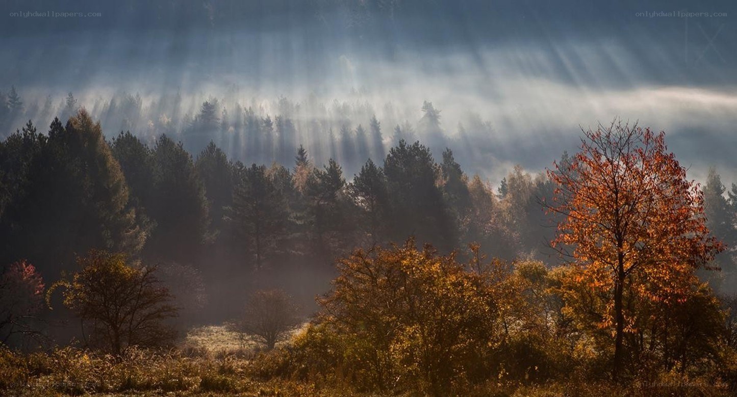 Sunlight through autumn forest